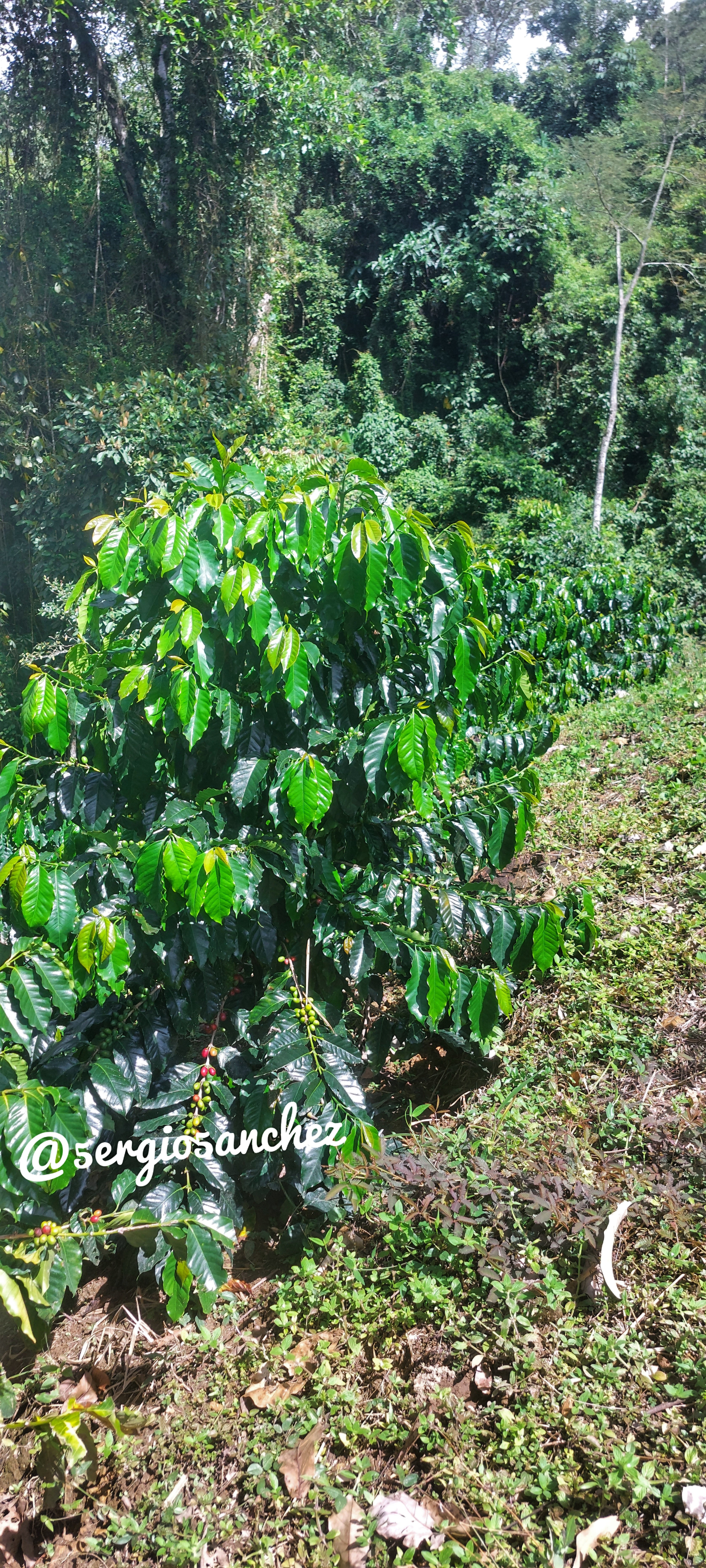 Semilla variedad Típica
