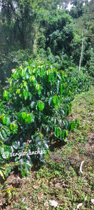 Semilla variedad Típica