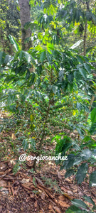 Semilla Variedad Geisha ☕💎