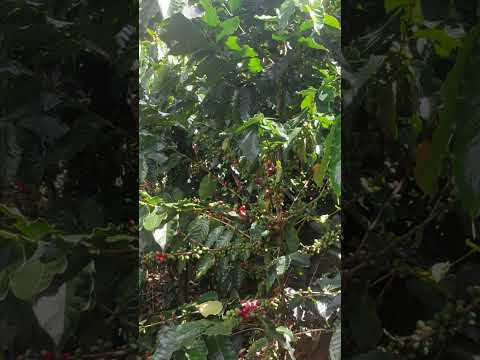 Semilla variedad Típica