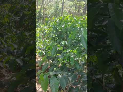 Semilla Variedad Geisha ☕💎