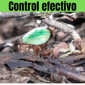 🐜 Control efectivo y biológico para la hormiga arriera (Atta sp.)