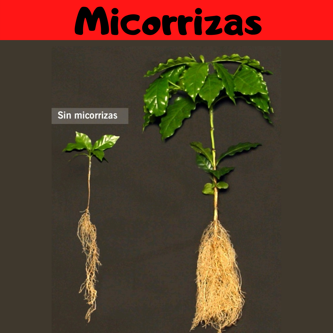 micorrizas arbusculares